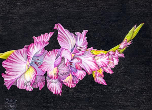 BE GLAD colored pencil drawing by Nancy Cupp of a pink gladiolus against a black background