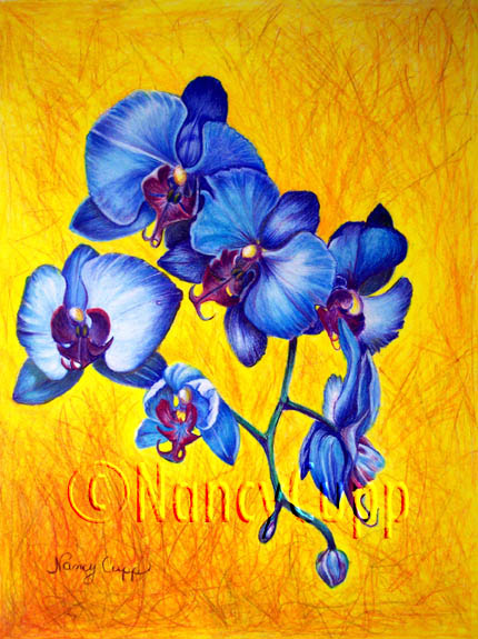 Blue Orchids #1 colored pencil by Nancy Cupp.  Blue orchids against a yellow gold background