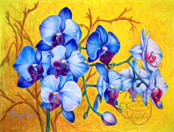 Blue Orchids #2 colored pencil by Nancy Cupp. Blue orchids against a gold background.