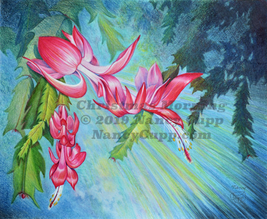 CHRISTMAS MORNING colored pencil by Nancy Cupp or a Christmas cactus bloom against a blue background