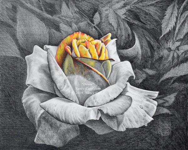 DAWN pencil drawing by Nancy Cupp of a black and white drawing of a rose, with a bit of gold color in the center of the bloom.