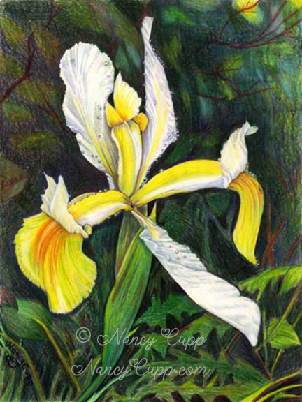 I RISE TO THEE colored pencil drawing by Nancy Cupp of a yellow iris.