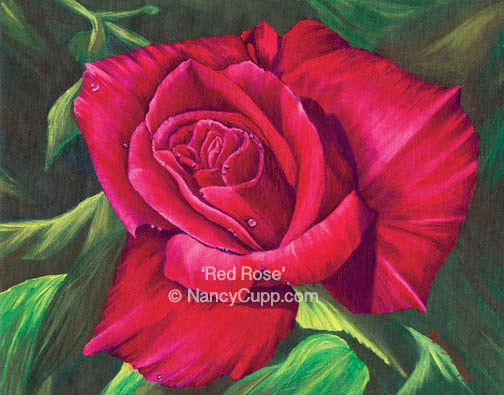 painting by Nancy Cupp of a brilliant red rose from her garden